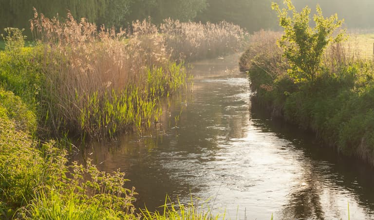 A photo of a stream surrounded by reeds and vegetation